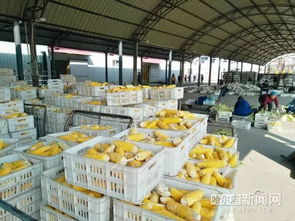 一縣一品，木蘭粗食喝起來(lái) 鮮食玉米藏糧于技，軟件開發(fā)賦能農(nóng)業(yè)新篇章